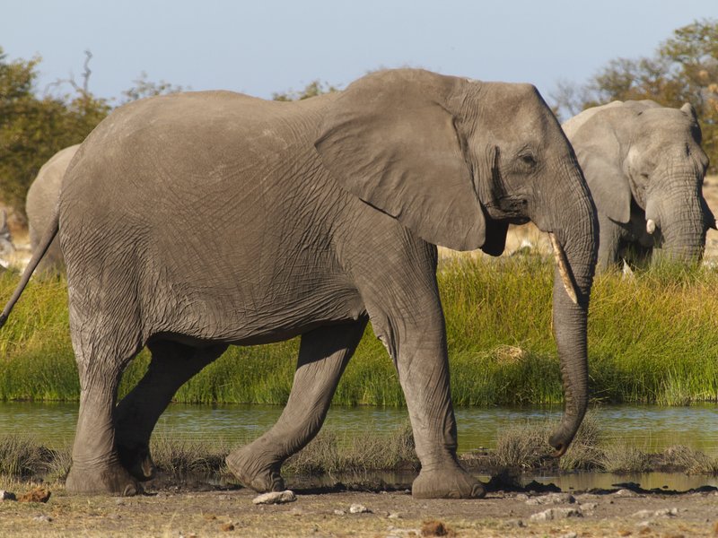 Elephant, Etosha National Park, Rietfontein